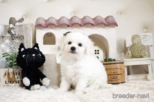 成約済の佐賀県のビションフリーゼ-172916の5枚目