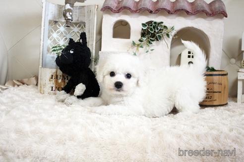 成約済の佐賀県のビションフリーゼ-172916の4枚目