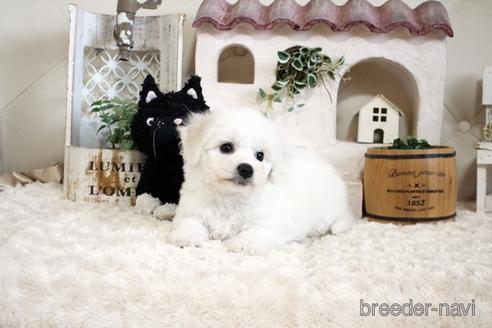 成約済の佐賀県のビションフリーゼ-172916の3枚目