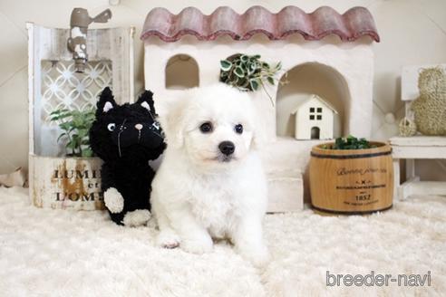 成約済の佐賀県のビションフリーゼ-172916の2枚目