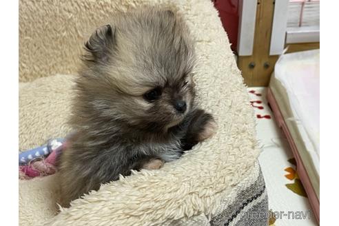 成約済の岐阜県のポメラニアン-172674の12枚目
