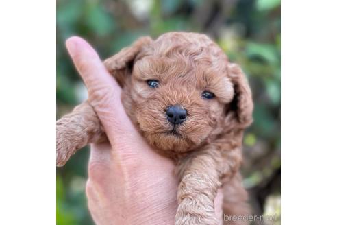 成約済の福岡県のトイプードル-171617の6枚目