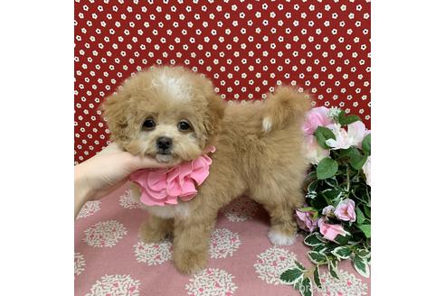 成約済の広島県のマルプー:マルチーズ×トイプードル-168638の4枚目