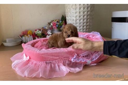 成約済の大阪府のトイプードル-173767の1枚目
