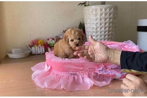 子犬
