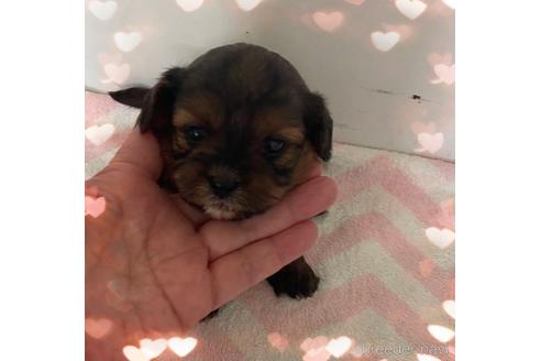 成約済の愛媛県のミックス犬-173044の1枚目