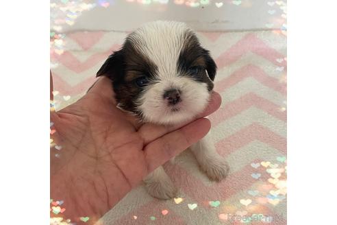 成約済の愛媛県のミックス犬-173348