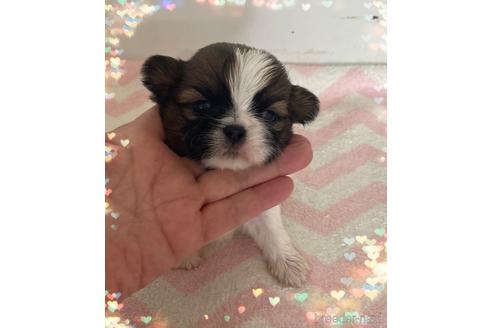 成約済の愛媛県のミックス犬-173347の1枚目