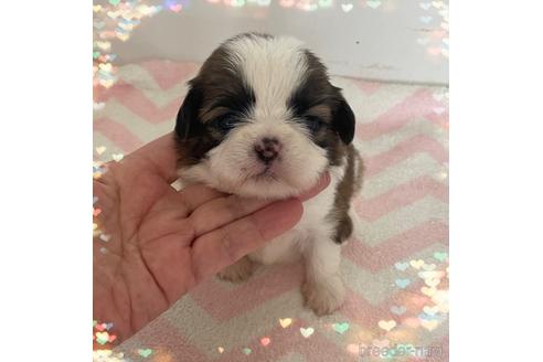 成約済の愛媛県のミックス犬-173345の1枚目