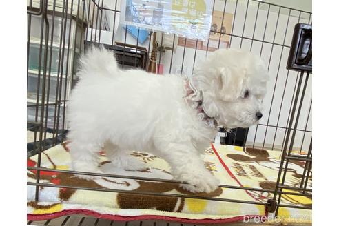 成約済の大阪府のビションフリーゼ-169985の2枚目