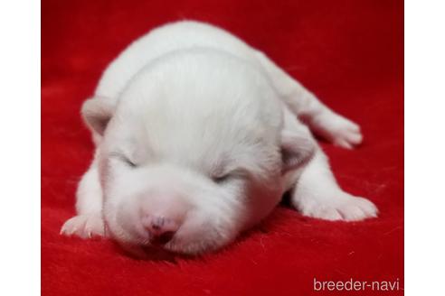 成約済の北海道の秋田犬-173795の1枚目