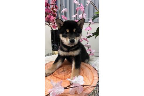 成約済の愛知県の柴犬-171732