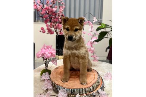 成約済の愛知県の柴犬-171735