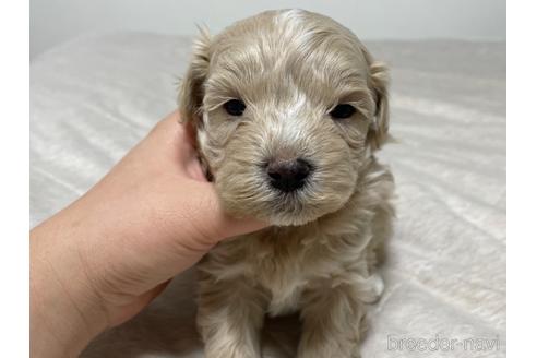 成約済の神奈川県のマルプー:マルチーズ×トイプードル-172165の5枚目