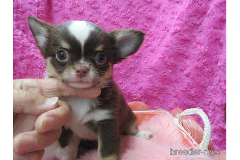 成約済の京都府のチワワ(ロングコート)-171687