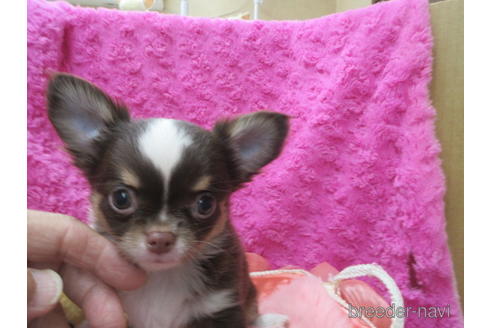 成約済の京都府のチワワ(ロングコート)-171687の2枚目