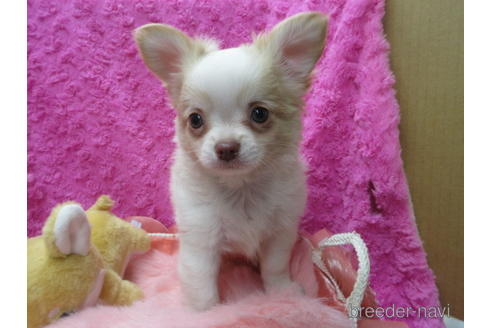 成約済の京都府のチワワ(ロングコート)-171676の1枚目