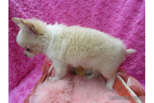 成約済の京都府のチワワ(ロングコート)-171676の4枚目