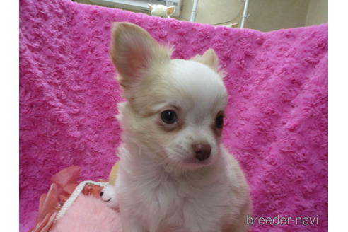 成約済の京都府のチワワ(ロングコート)-171676の3枚目