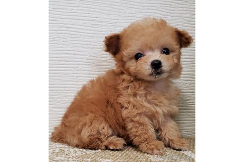 成約済の岡山県のティーカッププードル-173824の4枚目
