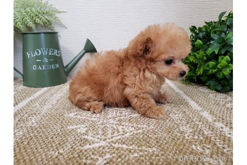 成約済の岡山県のティーカッププードル-173824の3枚目