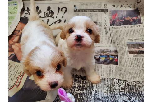 成約済の愛知県のミックス犬-172822の1枚目