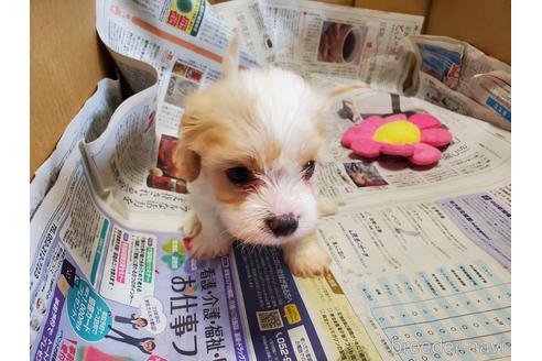 成約済の愛知県のミックス犬-172822の5枚目