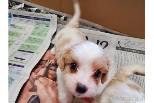 成約済の愛知県のミックス犬-172822の4枚目