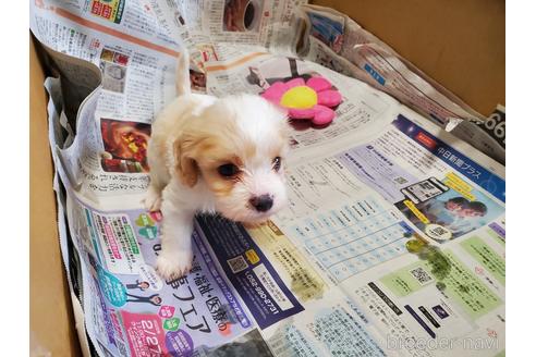 成約済の愛知県のミックス犬-172822の2枚目