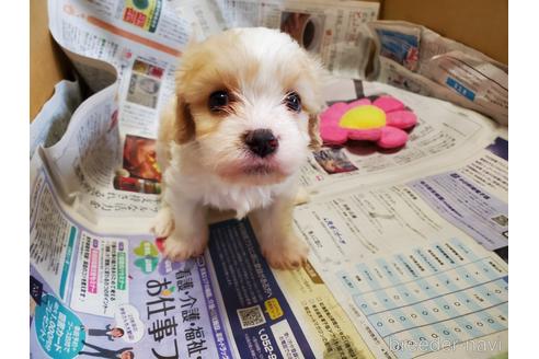 成約済の愛知県のミックス犬-172822の3枚目