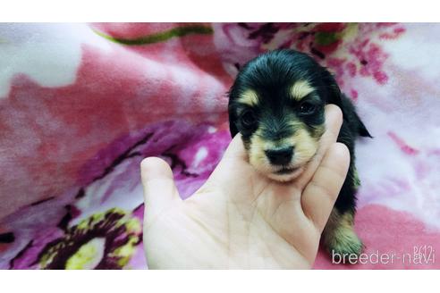 成約済の茨城県のカニンヘンダックスフンド(ロングヘアード)-171251の4枚目