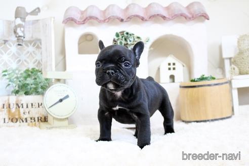 成約済の佐賀県のフレンチブルドッグ-172915