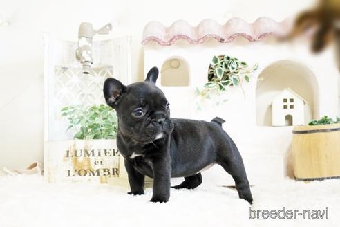 成約済の佐賀県のフレンチブルドッグ-172915の5枚目