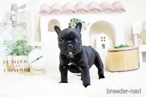 成約済の佐賀県のフレンチブルドッグ-172915の4枚目