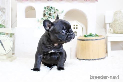 成約済の佐賀県のフレンチブルドッグ-172915の3枚目