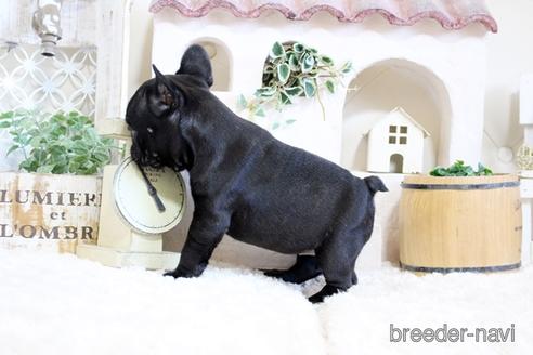 成約済の佐賀県のフレンチブルドッグ-172915の2枚目