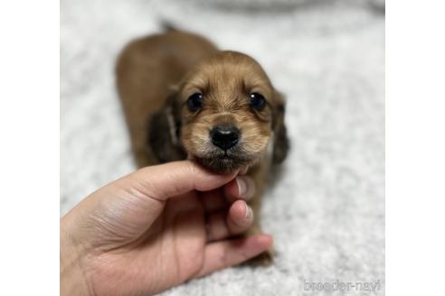 成約済の香川県のカニンヘンダックスフンド(ロングヘアード)-173888の1枚目