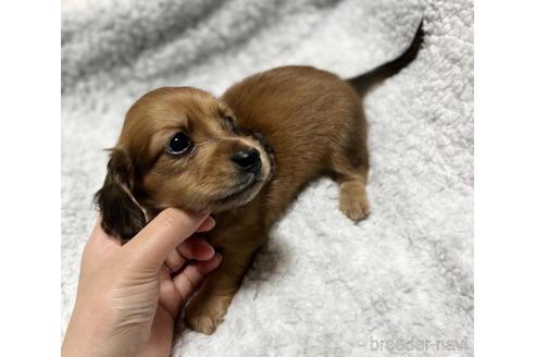 成約済の香川県のカニンヘンダックスフンド(ロングヘアード)-173888の4枚目