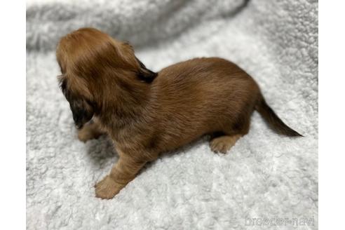 成約済の香川県のカニンヘンダックスフンド(ロングヘアード)-173888の5枚目