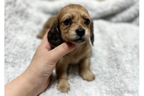 成約済の香川県のカニンヘンダックスフンド(ロングヘアード)-173891の4枚目