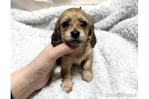 成約済の香川県のカニンヘンダックスフンド(ロングヘアード)-173891の3枚目