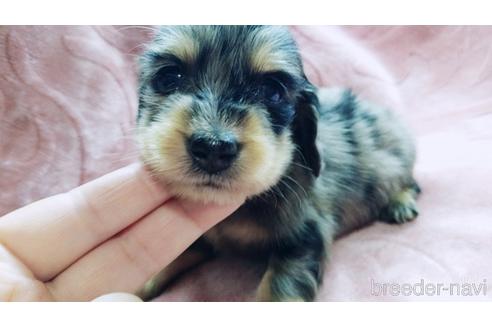 成約済の茨城県のカニンヘンダックスフンド(ロングヘアード)-170082の1枚目