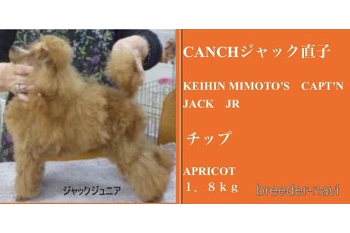 ケイヒンミモト犬舎チップくんくん1枚目