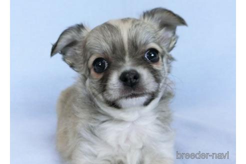 成約済の千葉県のチワワ(ロングコート)-172253の1枚目