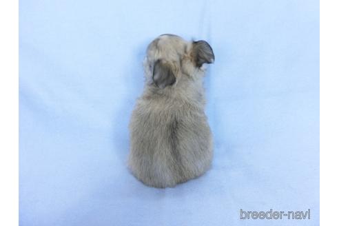 成約済の千葉県のチワワ(ロングコート)-172253の4枚目