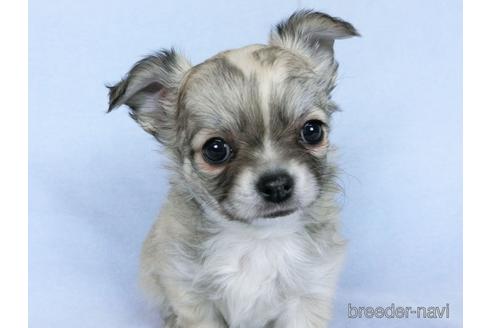 成約済の千葉県のチワワ(ロングコート)-172253の3枚目