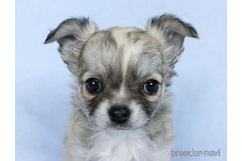 成約済の千葉県のチワワ(ロングコート)-172253の2枚目