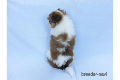 成約済の千葉県のパピヨン-173200の12枚目