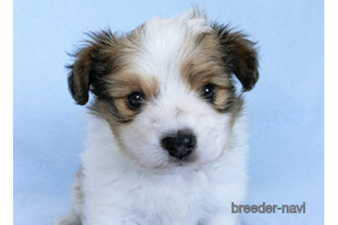 成約済の千葉県のパピヨン-173200の10枚目