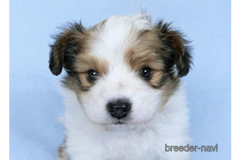 成約済の千葉県のパピヨン-173200の9枚目